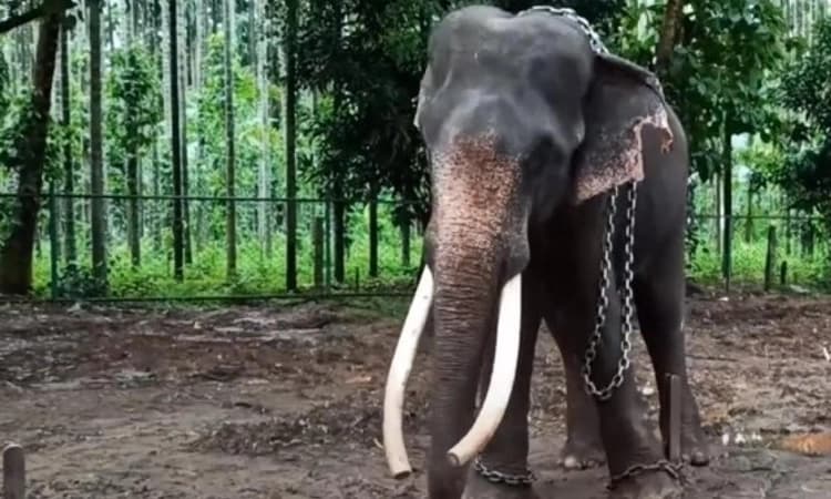 ಸಕ್ರಬೈಲು: ಅನಾರೋಗ್ಯದಿಂದ ಬಳಲುತ್ತಿದ್ದ “ದಾವಣಗೆರೆಯ ಗಣೇಶ’ ಆನೆ ಸಾವು