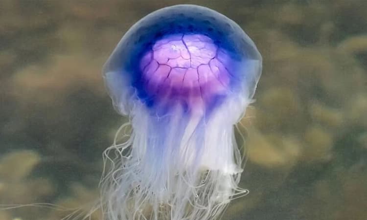 ಗೋವಾದಲ್ಲಿ ಪ್ರವಾಸಿ ಸೀಸನ್ ಆರಂಭ; ಬೀಚ್ ಗಳಲ್ಲಿ ಜೆಲ್ಲಿ ಮೀನುಗಳ ಕಿರಿಕಿರಿ