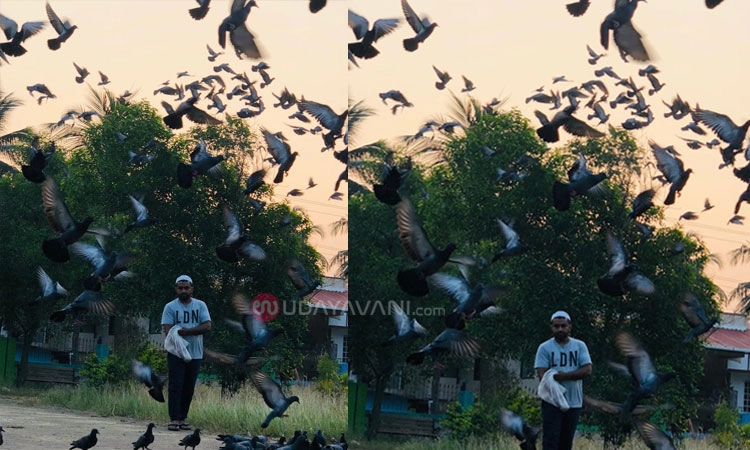 ಸುರತ್ಕಲ್‌: ನಿತ್ಯ ವಾಕಿಂಗ್‌ ಜೊತೆಗೆ ನೂರಾರು ಪಾರಿವಾಳಗಳಿಗೆ ಕಾಳು ಹಾಕುವ ಪಕ್ಷಿ ಪ್ರೇಮಿ