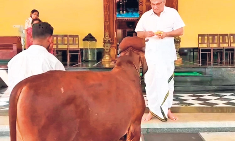 ಶ್ರೀ ಕ್ಷೇತ್ರ ಧರ್ಮಸ್ಥಳ ಸನ್ನಿಧಿಗೆ ಗಿರ್‌ ಎತ್ತಿನೊಂದಿಗೆ 360 ಕಿ.ಮೀ. ಕಾಲ್ನಡಿಗೆ