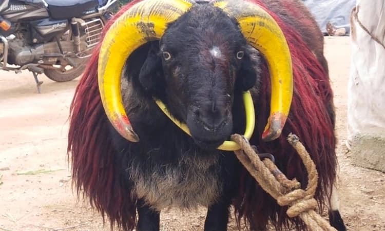 ಟಗರು ಕಾಳಗದ ಸೋಲಿಲ್ಲದ ಸರದಾರ ಗಾಂಧಿ ನಗರದ ಗೂಳಿ ಇನ್ನಿಲ್ಲ