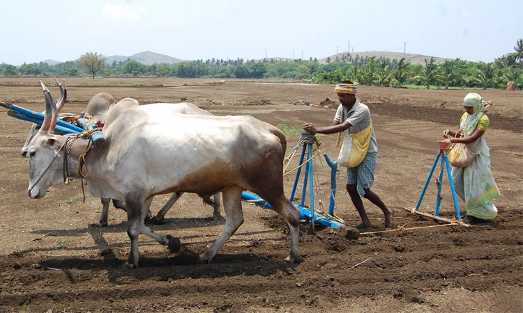 2.62 ಲಕ್ಷ ಹೆಕ್ಟೆರ್‌ನಲ್ಲಿ ಹಿಂಗಾರು ಬಿತ್ತನೆ ಗುರಿ