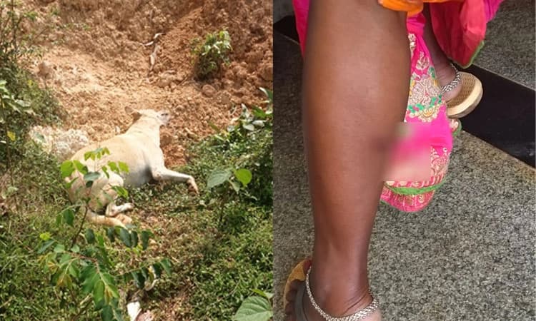 ಬೆಳ್ತಂಗಡಿ: ಪೆರಾಲ್ದರಕಟ್ಟೆಯಲ್ಲಿ ಜನ ಜಾನುವಾರುಗಳ‌ ಮೇಲೆ ಹುಚ್ಚು ನಾಯಿ ದಾಳಿ; ಹಲವರಿಗೆ ಗಾಯ