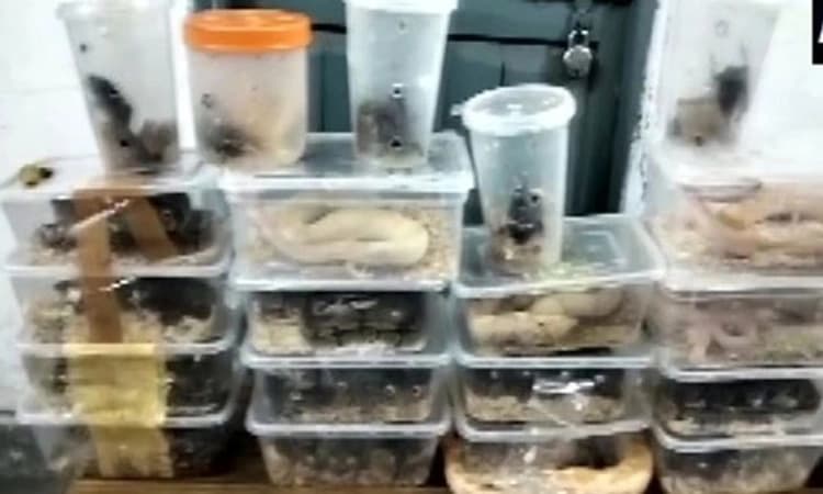 29 ವಿಷಕಾರಿ ಹಾವುಗಳೊಂದಿಗೆ ರೈಲಿನಲ್ಲಿ ಪ್ರಯಾಣಿಸುತ್ತಿದ್ದ ಮಹಿಳೆ ಬಂಧನ !