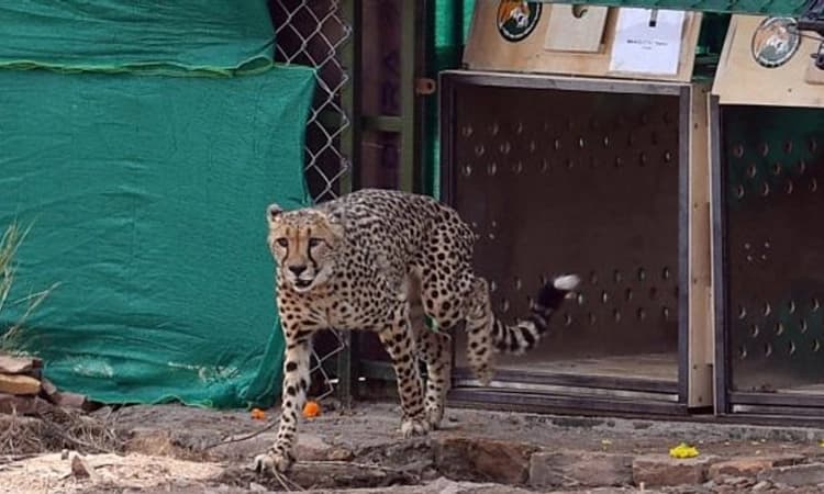 ಕುನೋ: ಮೊದಲ ಬೇಟೆಯಾಡಿದ ನಮೀಬಿಯಾದಿಂದ ಬಂದ ಚೀತಾಗಳು