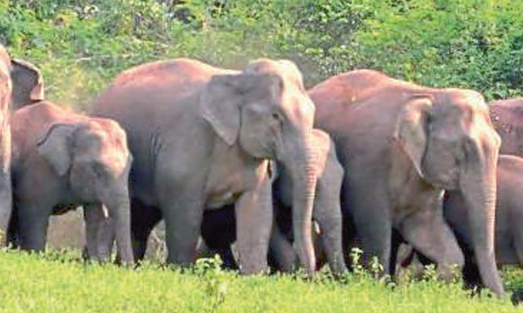 ಸಕಲೇಶಪುರಕ್ಕೆ ಆಗಮಿಸಿದ ತಜ್ಞರ ತಂಡ