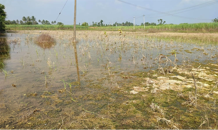 ಬೆಳೆ ನಾಶ-ನೀರು ಆರದ ಹೊಲ; ಚಿಂತೆಯಲ್ಲಿ ರೈತ