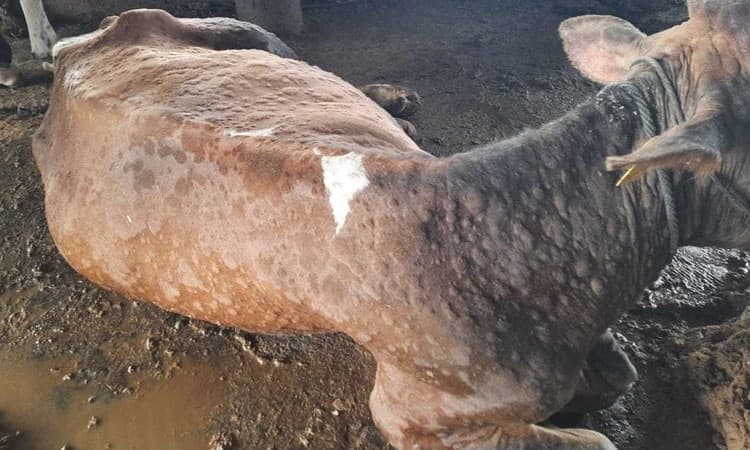 ಚರ್ಮಗಂಟು ರೋಗಕ್ಕೆ 22 ಜಾನುವಾರು ಬಲಿ