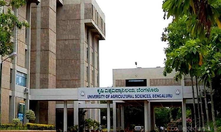 ಕೊರಲೆಯಲ್ಲಿ ಹೊಸ ತಳಿ ಪರಿಚಯ; ಸಿರಿಧಾನ್ಯಗಳ ವರ್ಷಕ್ಕೆ ಕೃಷಿ ವಿವಿ ಕೊಡುಗೆ