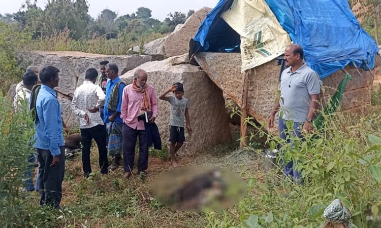 ಬೆಳ್ಳಂಬೆಳಗ್ಗೆ ಚಿರತೆ ದಾಳಿಗೆ ಎರಡು ಹಸು ಸಾವು: ಸ್ಥಳೀಯ ನಿವಾಸಿಗಳಲ್ಲಿ ಹೆಚ್ಚಿದ ಆತಂಕ