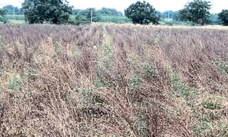 ವಿಷದ ಮಳೆ…ಮಣ್ಣು ಪಾಲಾದ ತೊಗರಿ