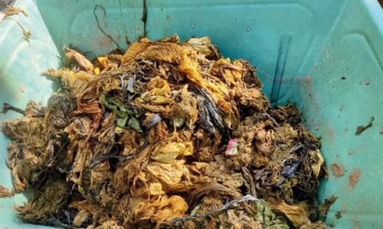 ಹಸುವಿನ ಹೊಟ್ಟೆಯಲ್ಲಿತ್ತು 77 ಕೆಜಿ ಐಸ್ ಕ್ರೀಮ್ ಕಪ್ ಗಳು, ಚಮಚಗಳು