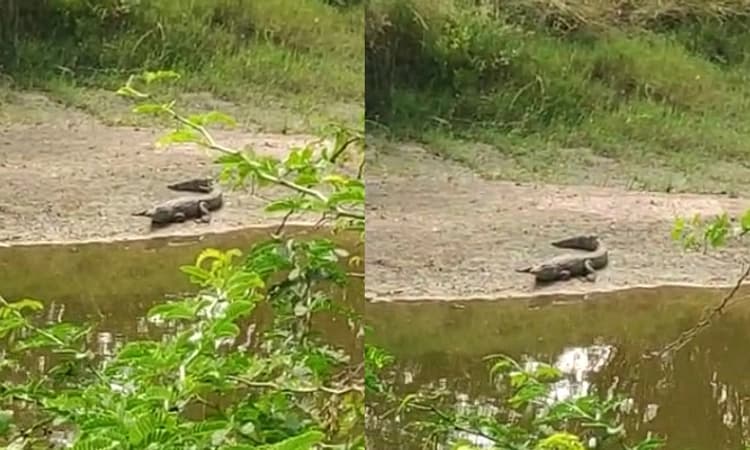 ತುಂಗಭದ್ರಾ ನದಿಯಿಂದ ಹಳ್ಳಗಳಿಗೆ ಬಂದ ಮೊಸಳೆ!: ಜನರಲ್ಲಿ ಆತಂಕ