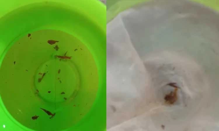 ಚಿಕ್ಕಮಗಳೂರು: ಕಸ-ಕಡ್ಡಿ,ಹುಳ ಮಿಶ್ರಿತ ನೀರನ್ನೇ ಕುಡಿಯಬೇಕು:ಗ್ರಾಮಸ್ಥರ ಯಾತನೆಗೆ ಕೊನೆಯಿಲ್ಲ