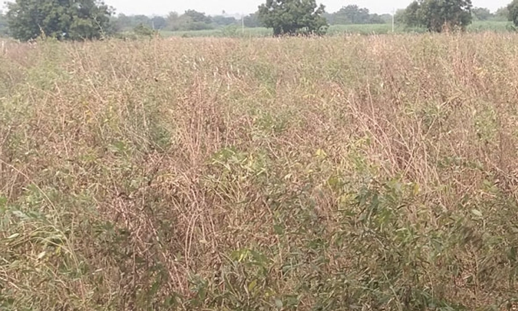 ಮಳೆ-ಮಂಜಿನಿಂದ ಹಾಳಾಯ್ತು ಬೆಳೆ