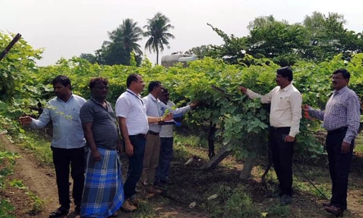 ಸಿಂದಗಿ ; ಬೆಳೆಹಾನಿ ಪ್ರದೇಶಕ್ಕೆ ಅಧಿಕಾರಿಗಳ ತಂಡ ಭೇಟಿ, ಪರಿಶೀಲನೆ