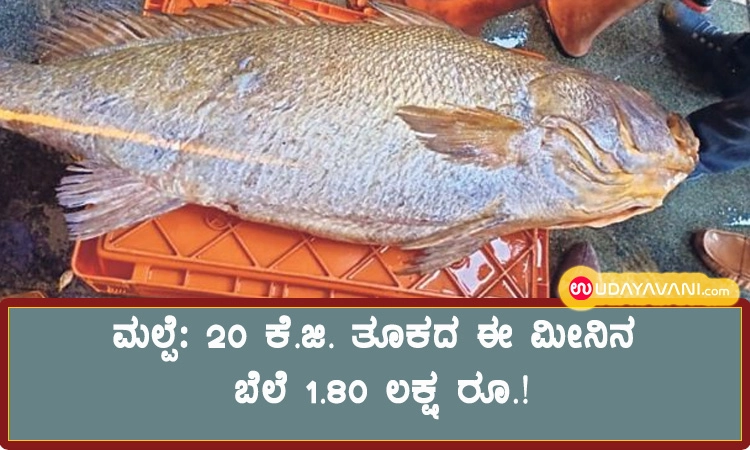 ಮಲ್ಪೆ: 20 ಕೆ.ಜಿ. ತೂಕದ ಈ ಮೀನಿನ ಬೆಲೆ 1.80 ಲಕ್ಷ ರೂ.!