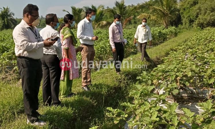 ಹಾನಿಗೊಂಡ ಮಟ್ಟುಗುಳ್ಳ ಕೃಷಿ ಕ್ಷೇತ್ರಕ್ಕೆ ಉಡುಪಿ ಜಿಲ್ಲಾಧಿಕಾರಿ ಭೇಟಿ, ಪರಿಶೀಲನೆ