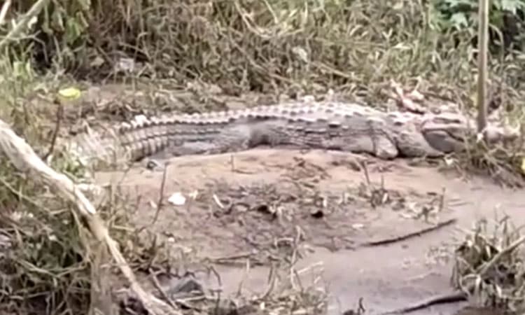 ಮೈಸೂರು: ಸೂಯೆಜ್ ಫಾರಂನಲ್ಲಿ ಮೊಸಳೆ ಪ್ರತ್ಯಕ್ಷ. ಸ್ಥಳೀಯರಲ್ಲಿ ಆತಂಕ