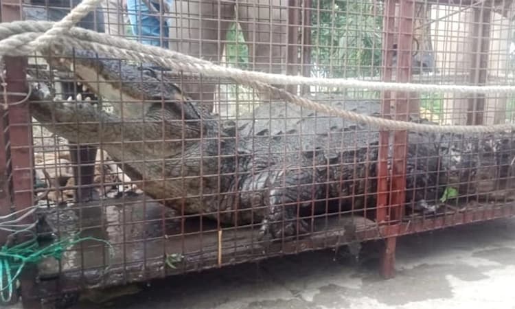 ಶ್ರೀರಂಗಪಟ್ಟಣ : ಜನರನ್ನು ಭಯಭೀತರನ್ನಾಗಿಸಿದ್ದ ಬೃಹದಾಕಾರದ ಮೊಸಳೆ ಬಲೆಗೆ