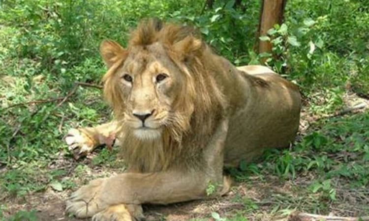 ಜೀವಂತ ಗೋವನ್ನು ಸಿಂಹದ ಬಾಯಿಗೆ ಕೊಟ್ಟು ಆಟ: ಕೇಸ್ ದಾಖಲು