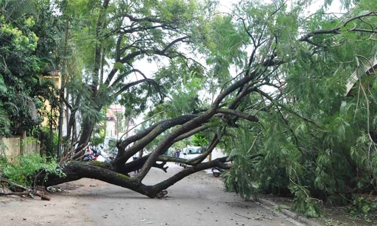 ಧರಾಶಾಹಿಯಾದ ಬೃಹತ್‌ ಮರ