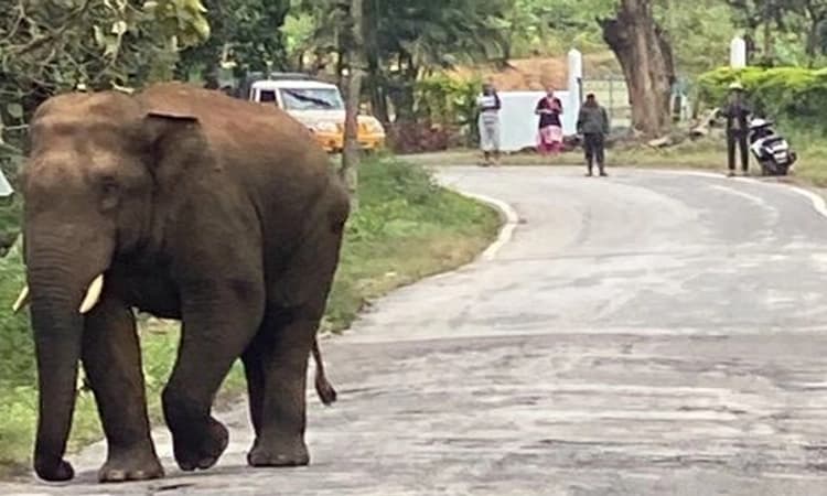 ರಸ್ತೆಯಲ್ಲೆ ತಿರುಗಾಡಿದ ಒಂಟಿ ಸಲಗ