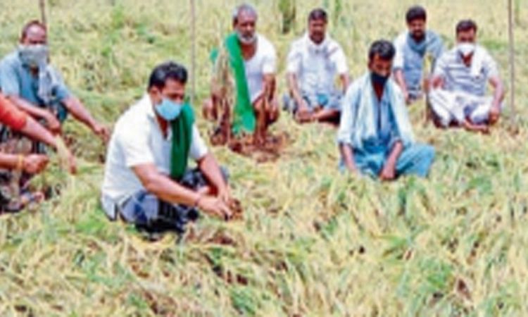 ಅಕಾಲಿಕ ಮಳೆಗೆ 892 ಹೆಕ್ಟೇರ್‌ ಬೆಳೆ ನಾಶ