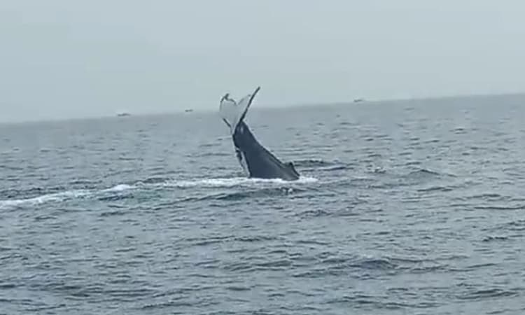 ಭಟ್ಕಳ ಕಡಲಿನಲ್ಲಿ ಕಾಣಿಸಿಕೊಂಡ ಬೃಹತ್ ತಿಮಿಂಗಿಲ; ವಿಡಿಯೋ ವೈರಲ್