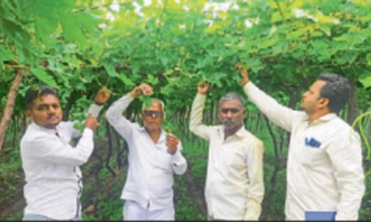 ಮೋಡ-ಮಳೆ ಕಾಟ; ದ್ರಾಕ್ಷಿ ಬೆಳೆಗಾರರಿಗೆ ಸಂಕಷ್ಟ