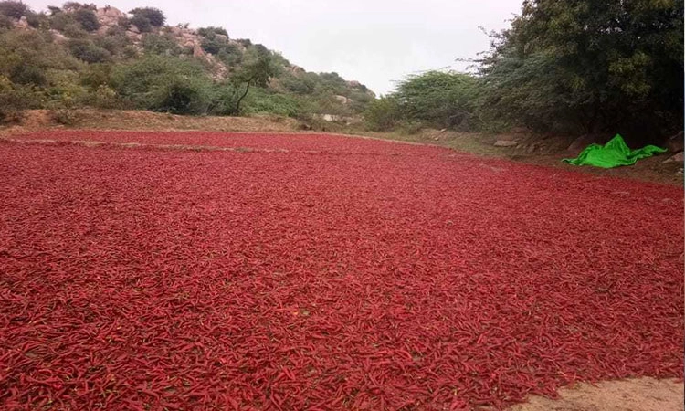 ಜಡಿ ಮಳೆಗೆ ನೆಲಕಚ್ಚಿದ ಗಣಿನಾಡಿನ ಬೆಳೆ