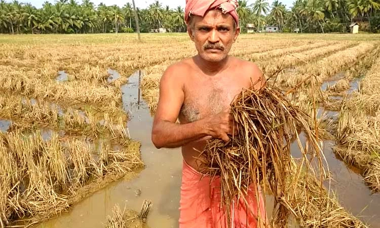 ಕಟಪಾಡಿ: ಅಕಾಲಿಕ ಮಳೆಯಿಂದ ಕಂಗೆಟ್ಟ ರೈತರು