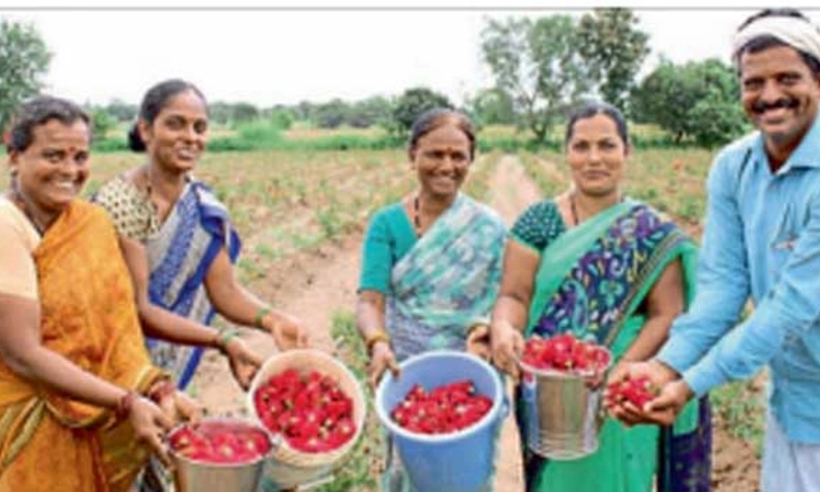 ನಷ್ಟದ ಸುಳಿಯಲ್ಲಿದ್ದ ರೈತನ ಕೈಹಿಡಿದ ಗುಲಾಬಿ