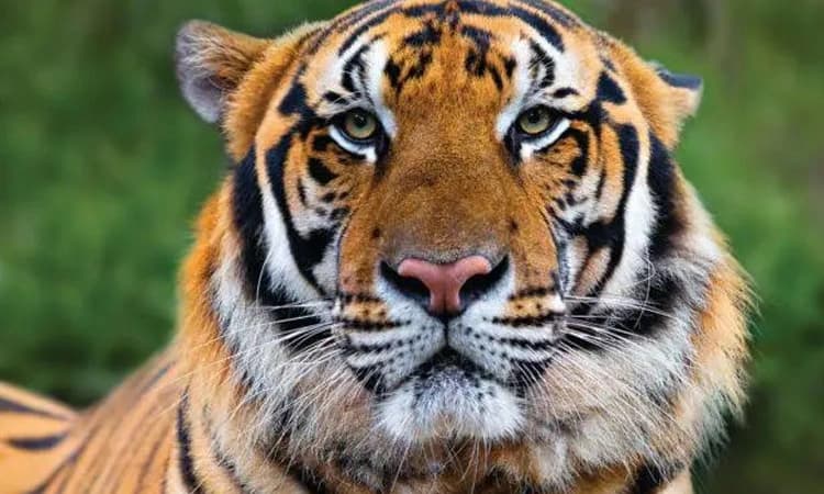 ಕಾಫಿನಾಡಿನಲ್ಲಿ ಹೆಚ್ಚುತ್ತಿರುವ ಹುಲಿ ದಾಳಿ: ಸಾರ್ವಜನಿಕರಲ್ಲಿ ಆತಂಕ