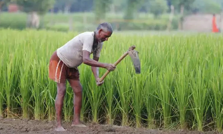 ಬೆಳೆಗಾರರಿಗೆ ಸೂಕ್ತ ಪರಿಹಾರ ನೀಡಿ