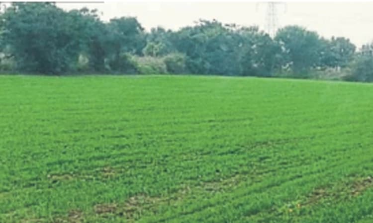 ಗೋಧಿ ಬೆಳೆ ನುಂಗಿ ಹಾಕಿದ ಕಡಲೆ ಪಟ್ಟಿ