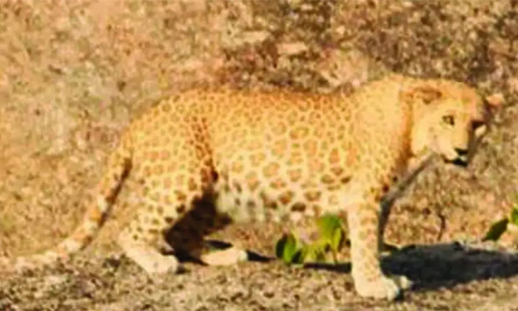 ಅಪರೂಪದ ಗುಲಾಬಿ ಚಿರತೆ ಪತ್ತೆ