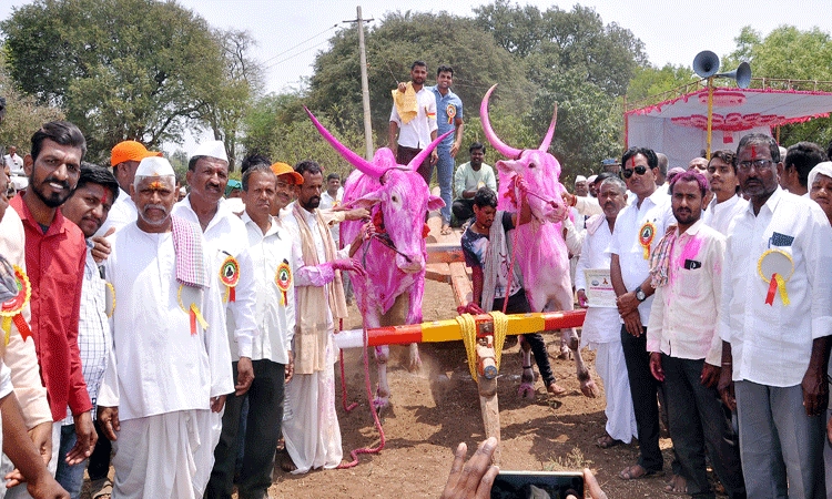 ತೆರೆಬಂಡೆ ಸ್ಪರ್ಧೆಯಲ್ಲಿ ಅಕ್ಕಿಮರಡಿ ಎತ್ತುಗಳು ಪ್ರಥಮ