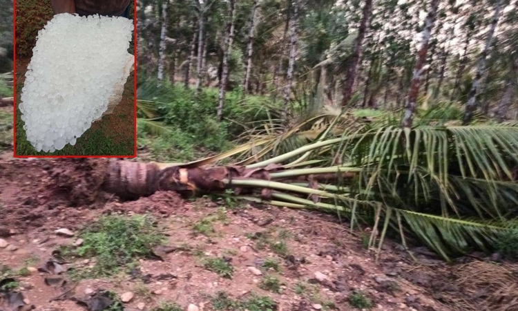 ಹುಣಸೂರು : ಆಲಿಕಲ್ಲು, ಬಿರುಗಾಳಿ ಮಳೆಗೆ 35 ತೆಂಗಿನ ಮರ, ವಿದ್ಯುತ್ ಕಂಬ ಧರೆಗೆ, ಅಪಾರ ಹಾನಿ