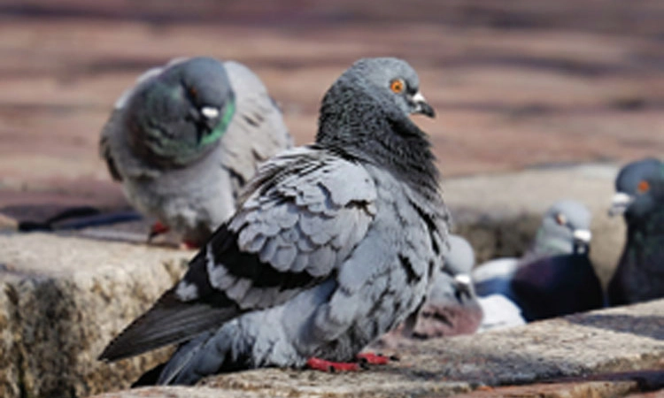 ಮೌನ ಸಂಭಾಷಣೆ; ಎಲ್ಲಿಯವರೆಗೆ ಬದುಕಿನ ಈ ಪಯಣ