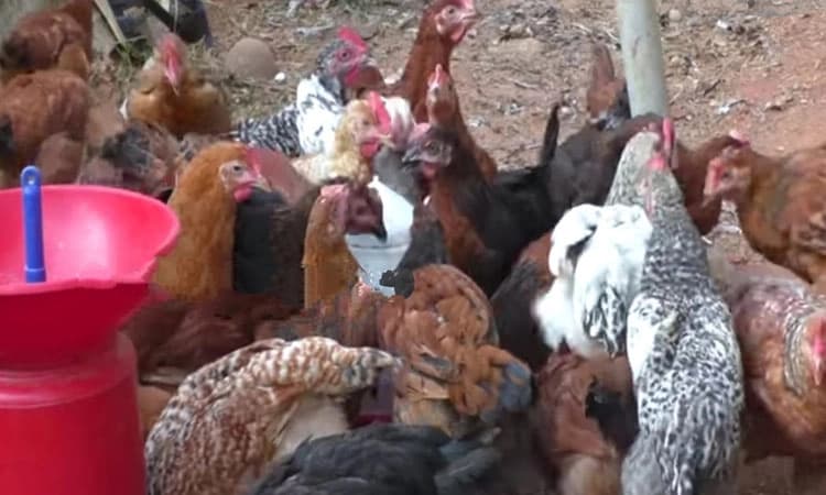 ನರೇಗಾ ಯೋಜನೆಯಡಿ ನಾಟಿ ಕೋಳಿ ಫಾರಂ ಮಾಡಿ ಯಶಸ್ಸು ಕಂಡ ರಮೇಶ್  