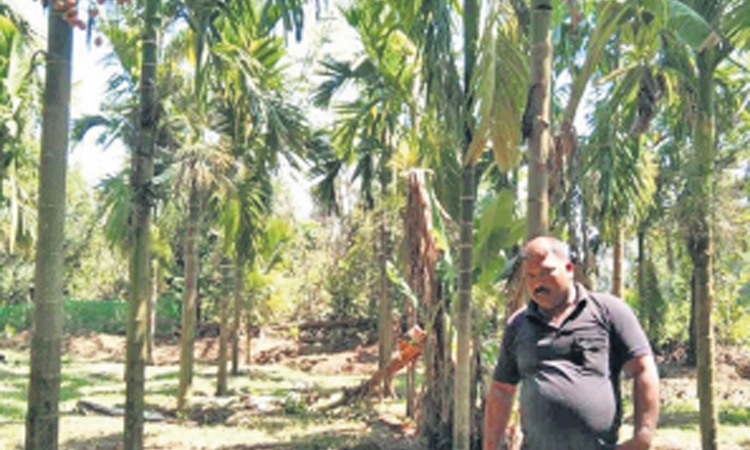 ಅಲ್ಪ ಜಮೀನಿನಲ್ಲಿ ಅಡಿಕೆ ಕೃಷಿ, ಅಧಿಕ ಆದಾಯ