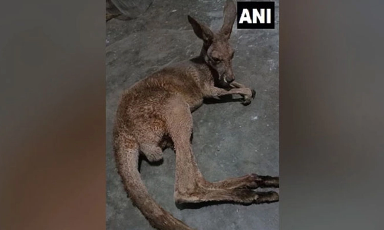 ಪಶ್ಚಿಮ ಬಂಗಾಳ ಅರಣ್ಯದಲ್ಲಿ ಮೂರು ಕಾಂಗರೂಗಳು ಪತ್ತೆ; ತನಿಖೆಗೆ ಆದೇಶ