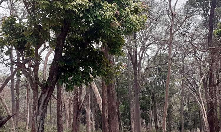 ಮಳೆಗೆ ನಾಗರಹೊಳೆ ರಾಷ್ಟ್ರೀಯ ಉದ್ಯಾನಕ್ಕೆ ಜೀವಕಳೆ