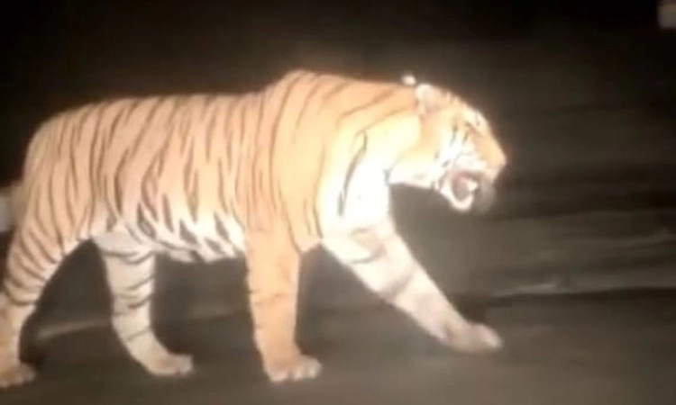 ಶಿಬರೂರು ಸೇತುವೆ ಬಳಿ ಹುಲಿ: ಸುಳ್ಳು ವೀಡಿಯೋ ವೈರಲ್‌