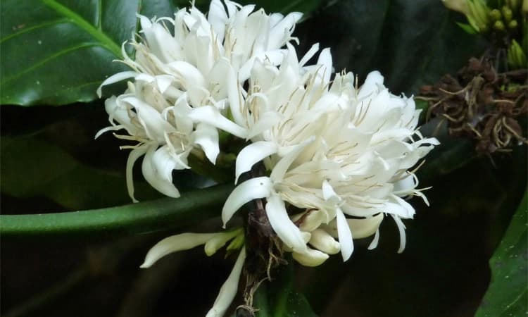 ಉತ್ತಮ ಮಳೆ: ಕೊಡಗು ಜಿಲ್ಲೆಯಲ್ಲಿ ಕಾಫಿ ಹೂಗಳ ಘಮ