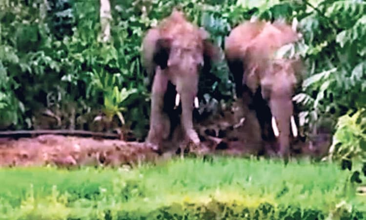 ಬೆಳ್ತಂಗಡಿ: ಮತ್ತೆ ನಾಡಿಗೆ ಕಾಲಿಟ್ಟ ಒಂಟಿ ಸಲಗ