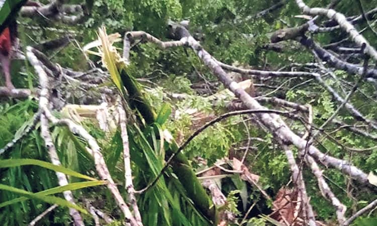 ದಕ್ಷಿಣ ಕನ್ನಡ: ಕೆಲವು ಕಡೆ ಗುಡುಗು ಮತ್ತು ಗಾಳಿ ಸಹಿತ ಉತ್ತಮ ಮಳೆ