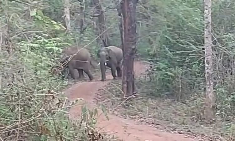 ಶಿರಸಿ: ಬಿಸಲಕೊಪ್ಪ, ಎಕ್ಕಂಬಿ ಸುತ್ತ ಆನೆಗಳ ಹಿಂಡು ಪ್ರತ್ಯಕ್ಷ!