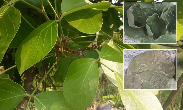 ವಿನಾಶದ ಅಂಚಿನಲ್ಲಿ ಮುತ್ತುಗದ ಮರ : ಭಾರತೀಯ ಸಂಸ್ಕೃತಿಯಲ್ಲಿ ಈ ಮರಕ್ಕಿದೆ ಪವಿತ್ರ ಸ್ಥಾನ